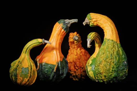 Ornamental pumpkins