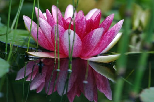 Water lily