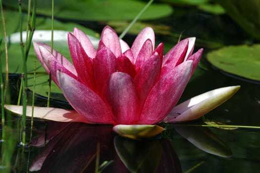 Water Lily 3