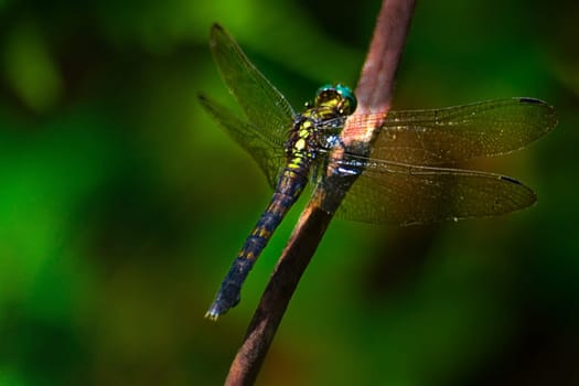 I also photographed this dragonfly in the rainforest of southern Cameroon