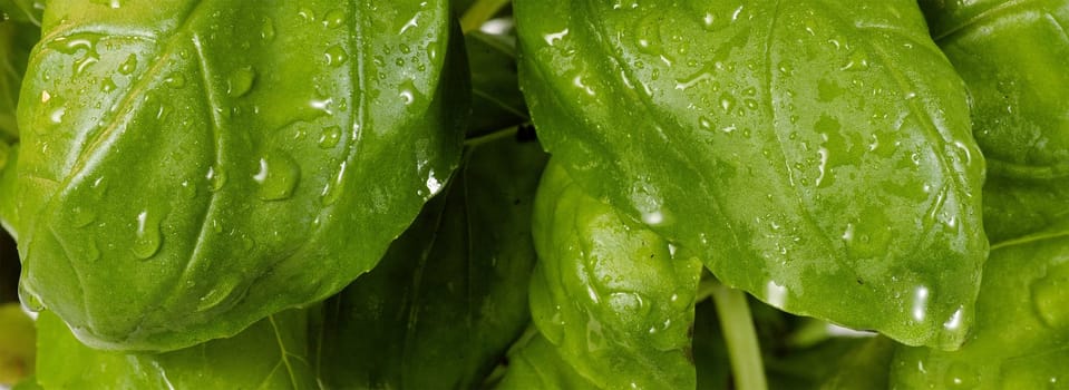 Basil