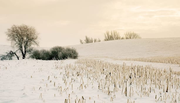 At the edge of the field