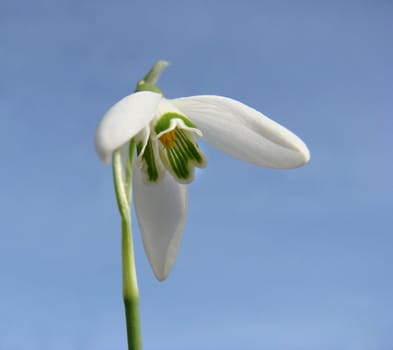 Snowdrop