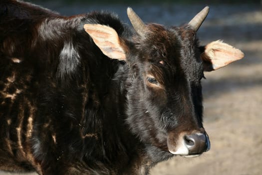 Zebu