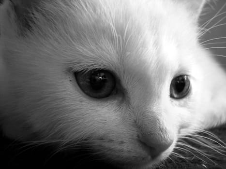 sweet little baby