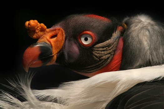 King's vulture