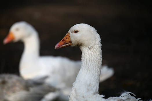 Portrait of a large white bird