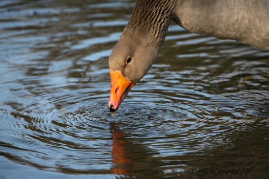 Goose on the water