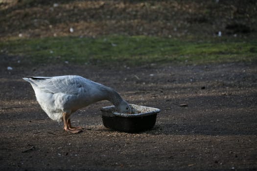Feeding trough