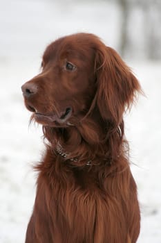 Setter portrait
