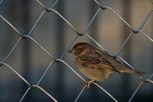 Onlooker