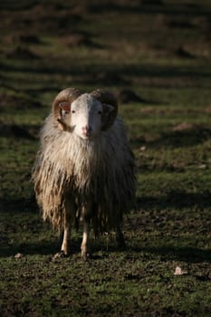 Shaggy farm animal