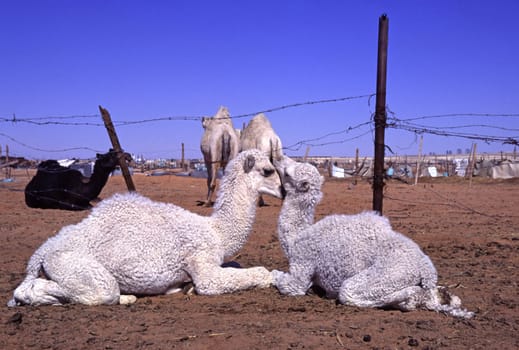 At the camel market in Riyadh,Saudi Arabia.