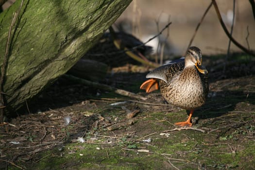 Female