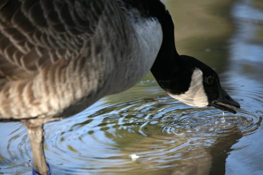 Canada goose on the water