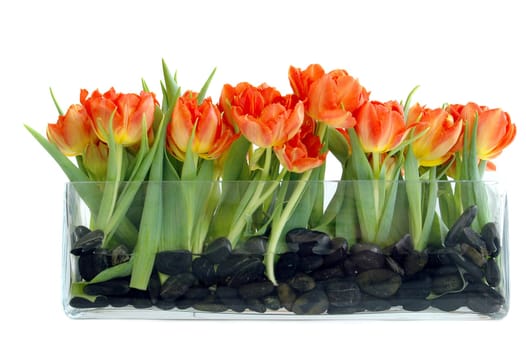 Spring tulips 1