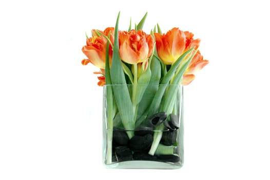 Spring tulips 3