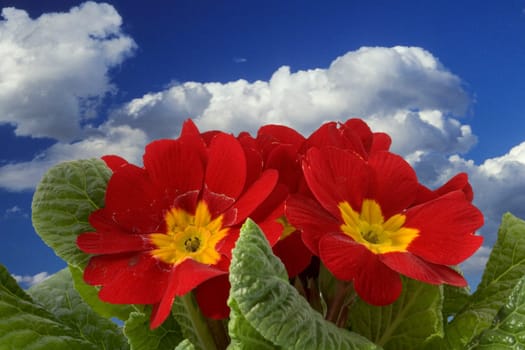 Spring mood