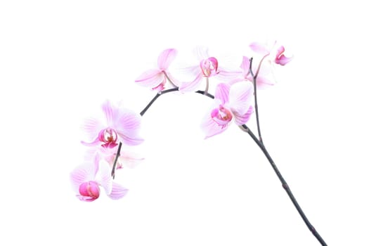 Phalaenopsis - Orchid