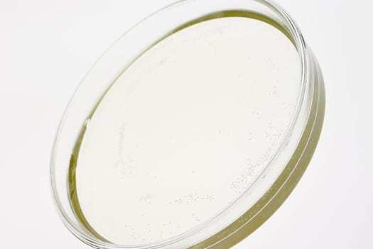 Petri dish with liquid