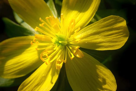 ... For me,flowers are children of the sun - like butterflies,that's why I want to depict them in the sun. And where there's sun,there's shade. That's why the shadow that lies on the flower doesn't bother me in the slightest.... On the contrary!