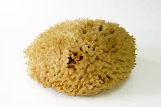 Natural sponge