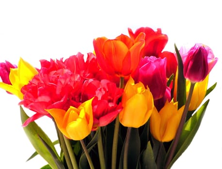 Tulips