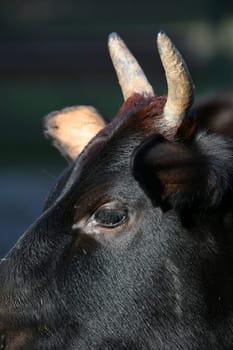 Horns of a humpback cow
