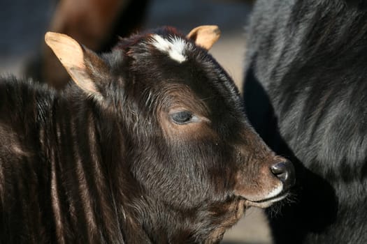 Zebu