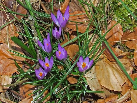 Crocuses
