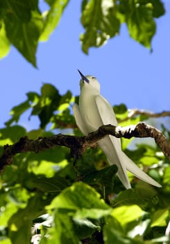 They live in the tropical and subtropical zones of the world's oceans,especially on small islands south of the equator. In the Atlantic Ocean,it is native to the islands of Ascension,Saint Helena,Trinidad and Fernando de Noronha,and in the Indian Ocean,for example