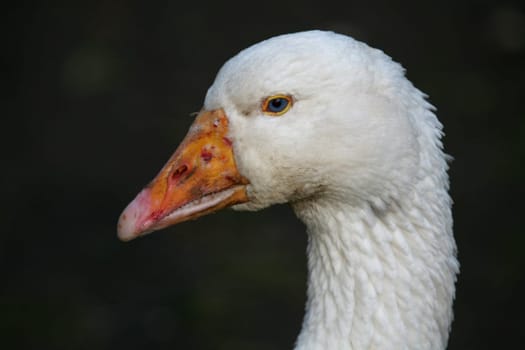 Portrait of a large white bird