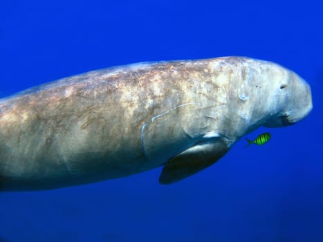 Dugong with pilot mackerel