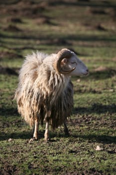Shaggy farm animal