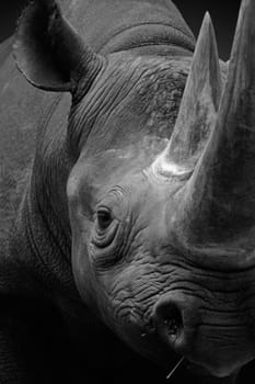 There was once an exhibition at the Berlin Zoo with sensational black-and-white portraits of some zoo animals (see www.zoogestalten.com),which inspired me to give it a try. Here is my first attempt with a rhinoceros.