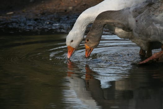 Drinking geese