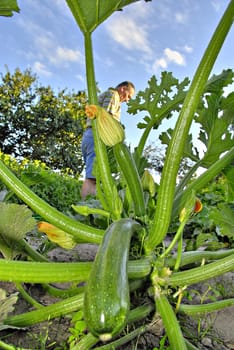 The Zuccini Gardener
