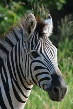 2007 South Africa As stupid as that sounds,I had to do 6 safaris - although zebras are really on almost every corner in Africa - to finally get a nice portrait of a zebra. Sometimes the seemingly simple things are the most difficult things to do.