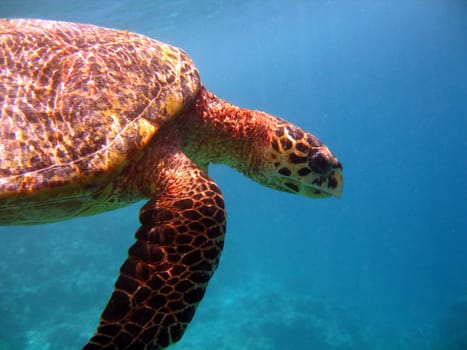 Sea turtle in the Maldives
