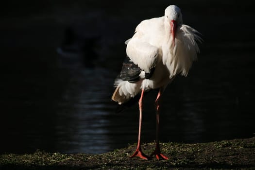 This - unfortunately flightless - stork was literally shivering from the cold (despite the mild winter)