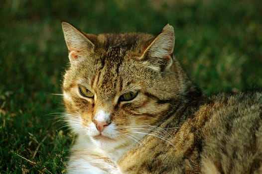 Our Garfiel is really lazy........ I don't think he knows how a mouse is caught....!:-)