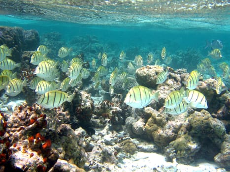 Diving in the Maldives