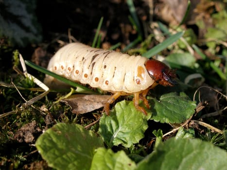 Pupation...