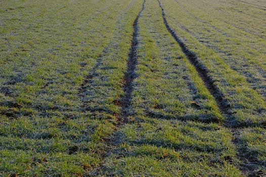 Field with hoarfrost