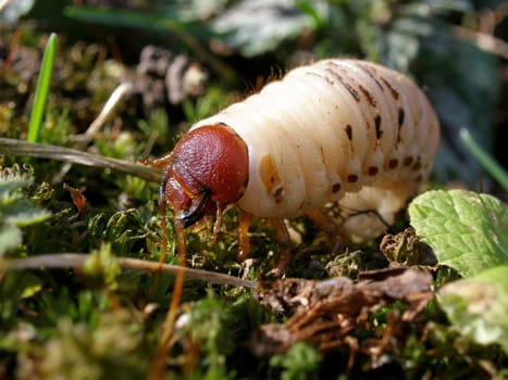 In the garden...