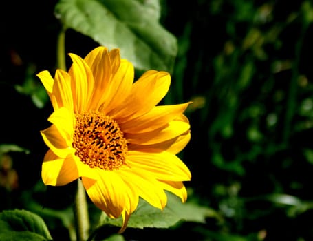 it's not just the sun that's shining
