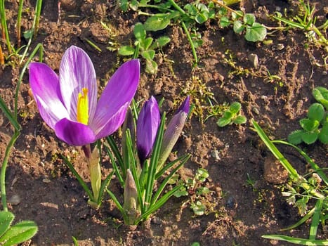 Crocuses