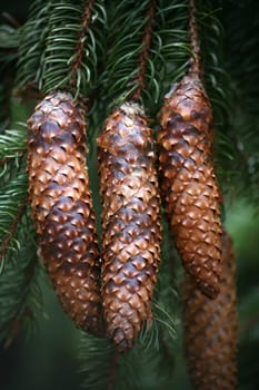 Spruce cone