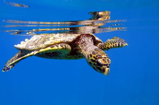 The seven different sea turtles that live on Earth look back on an extremely long phylogeny. As early as the Cretaceous period,about 150 million years ago,their early ancestors swam through the primordial seas of our Pl