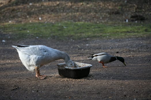 Greylag goose and mallard